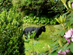 kot z sąsiedztwa, poluje na myszy - 31 maja 2012