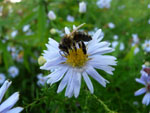 Pszczoła miodna - 1 października 2011