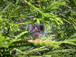 Lejkowiec labiryntowy - 24 czerwca 2012