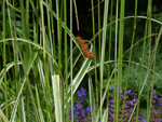 Gąsiennica motyla - 14 lipca 2012