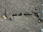 mrówki - roznoszą mszyce