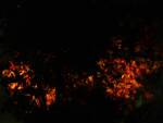 6 października 2012 - dęby czerwone oświetlone latarnią uliczną